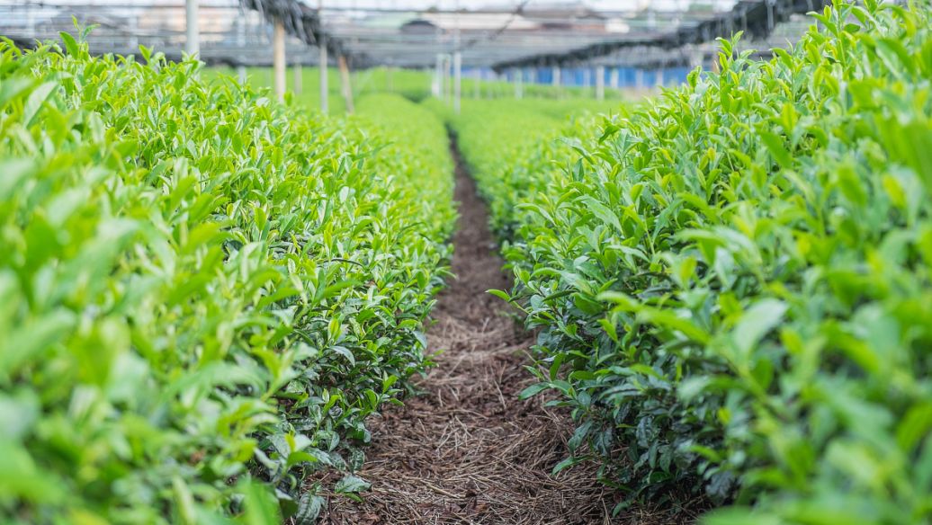 肥料起泡是什么原因？哪種消泡劑好？